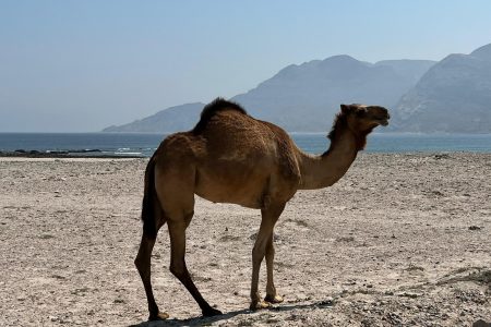 Escursione sulle dune di Fushi con la spiaggia di Hasik