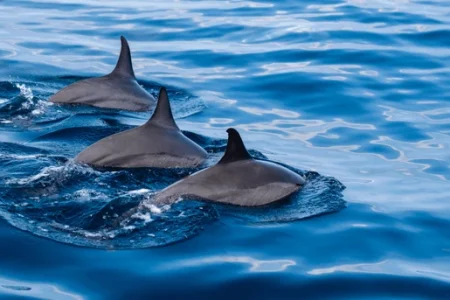 Nuotare con i Delfini